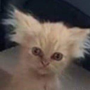 Meet your Posher, Terri